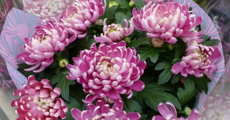 Halottak napi koszorú és gyertya vásárlás 2025 Szombathely