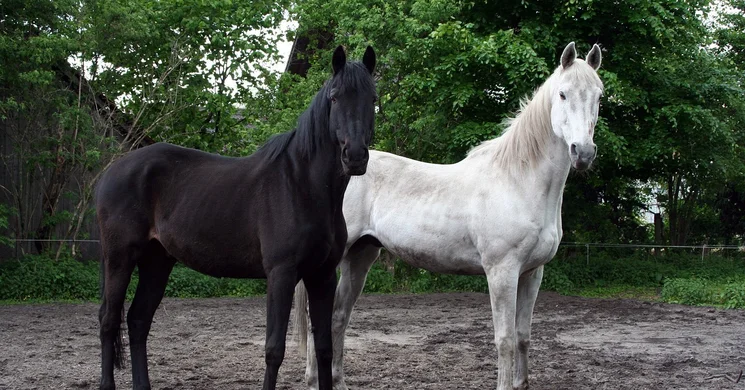 ÁllatbarátkoZoo Jászárokszállás