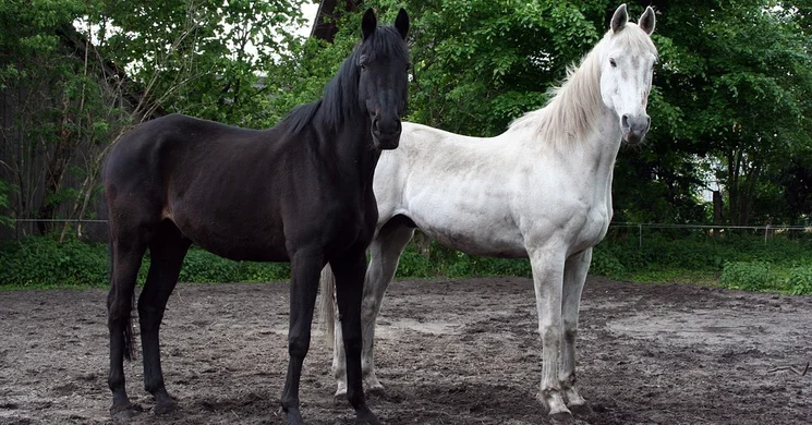 Bellandor Lovasközpont