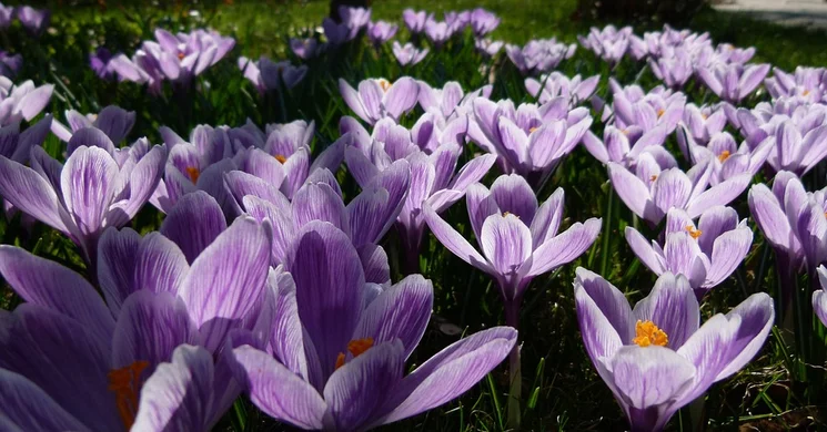 Védett növényritkaságok között Budapesten, látogatás az ELTE Füvészkertben