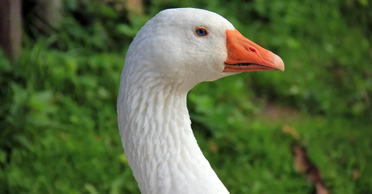 Márton-napok Szeged 2025