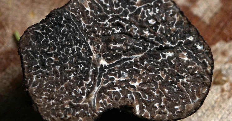 Szarvasgomba fesztivál 2025. Programok, események, rendezvények