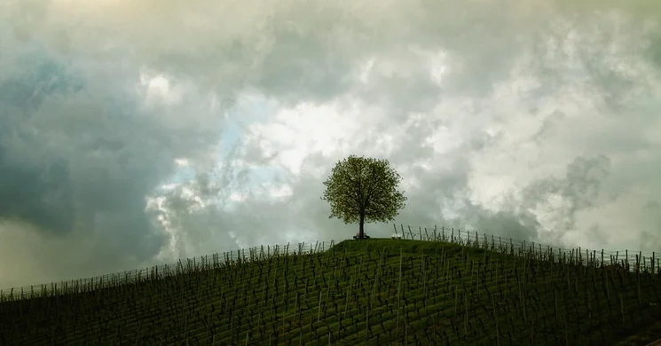 Tavaszi Borfesztiválok 2025