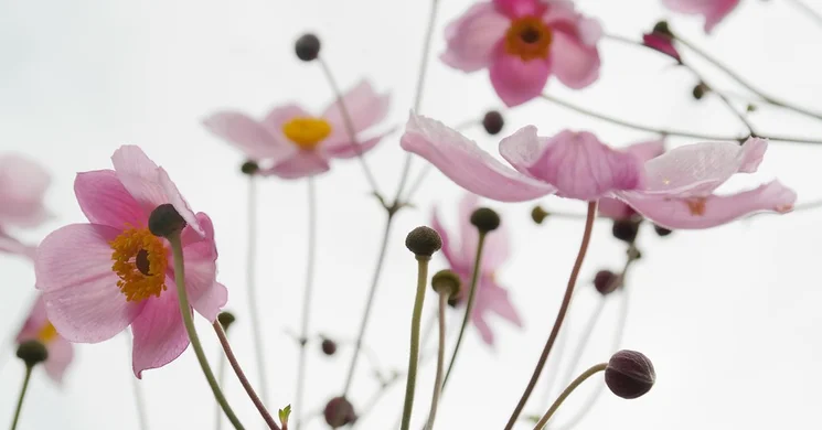 Majális Nyírtelek 2025