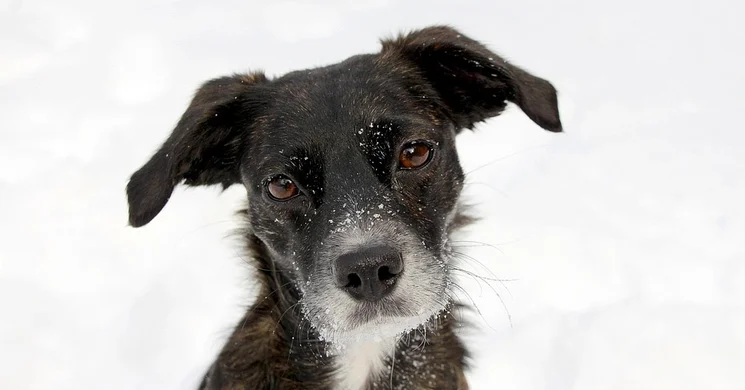 Rex Állatsziget programok 2025 Budapest