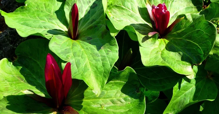 Szakvezetések az ELTE Füvészkertjében 2025