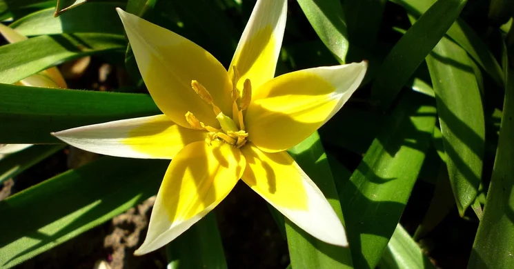 Örökbefogadók napja 2025. Budapest ELTE Füvészkert