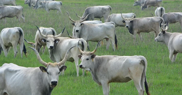 Badacsonyi Szürkebarát és Magyar Szürkemarha Ünnepe 2026