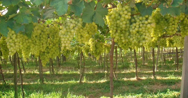 Szüret Kerepes 2025