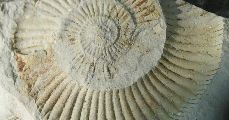 Ammonitesz tanösvény