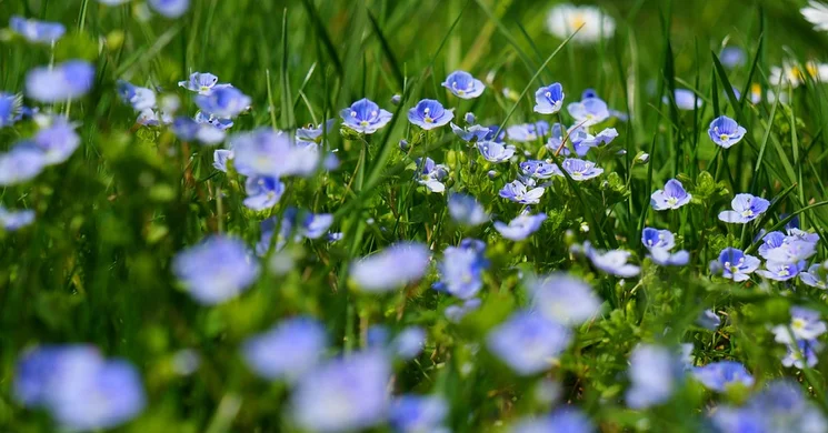 Üde rétek tanösvény