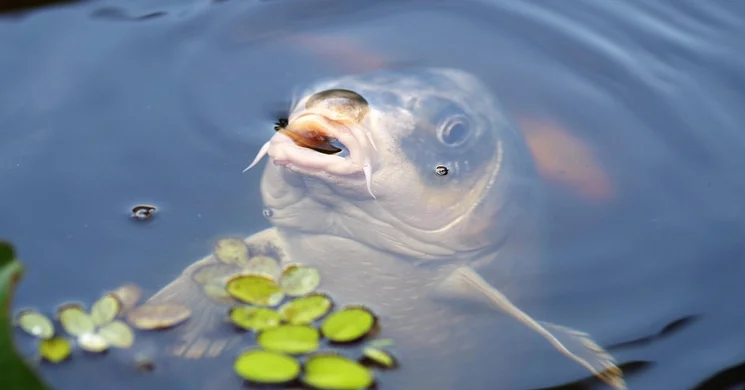Pontyfogó Kupa 2026 - IBCC Nemzetközi Balatoni Pontyfogó Kupa