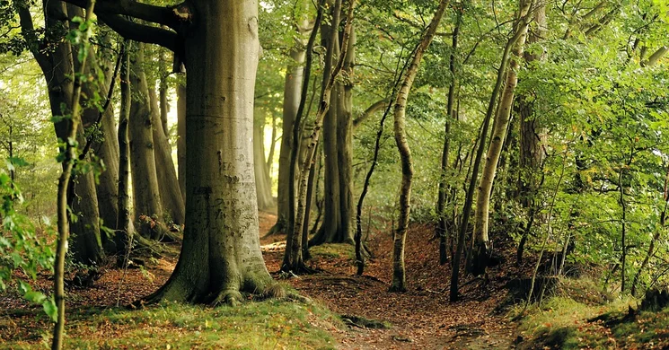 Vén fák tanösvény