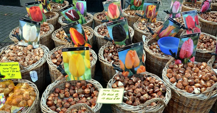 Virághagyma Vásár Szőlősgyörök. Különleges őszi virághagymák vására