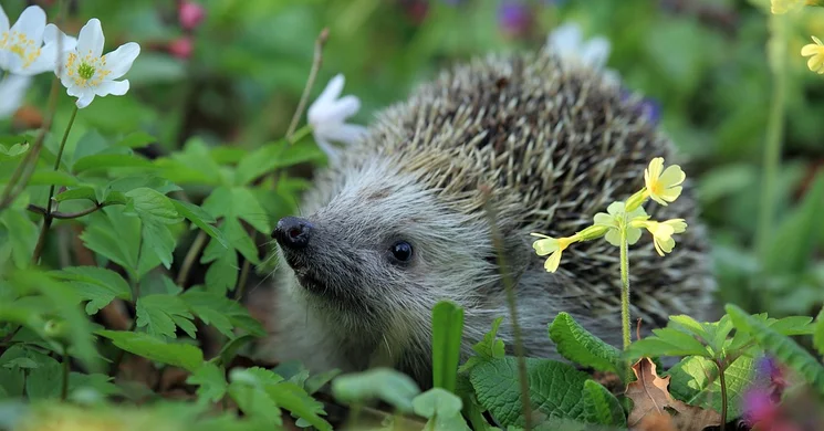 Mátraszíve Apartmanház Bagolyirtás