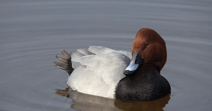 Vizes élőhelyek madarai, látogatás és ismerkedés a madarakkal a Körösvölgyi Állatparkban