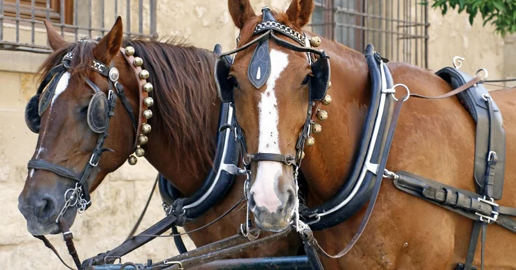 Gödi Szüreti Lovasfesztivál 2025