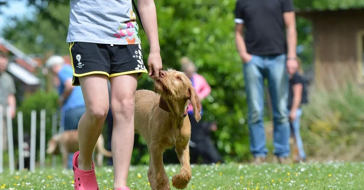 Argos Kutyaiskola Kecskemét