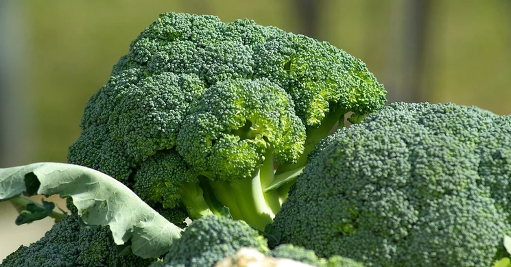 Termelői Piac Nagydorog 2025