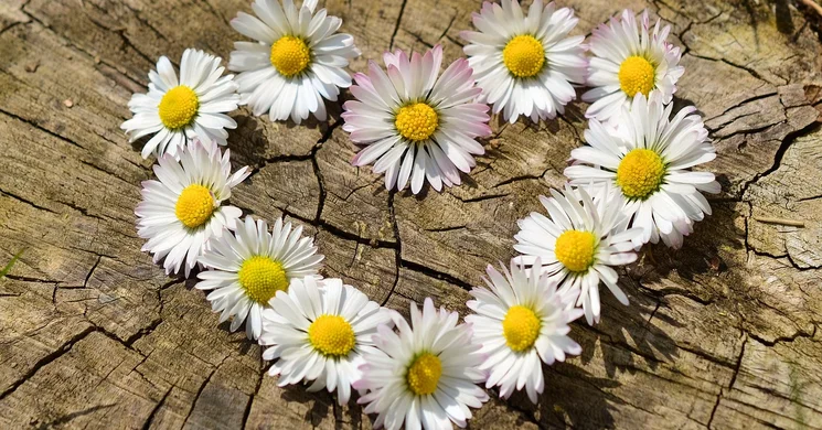 Szeptember utolsó vasárnapja: A Szív világnapja