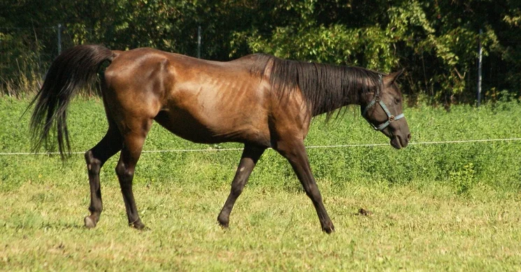 Horváth-tanya Kisújszállás