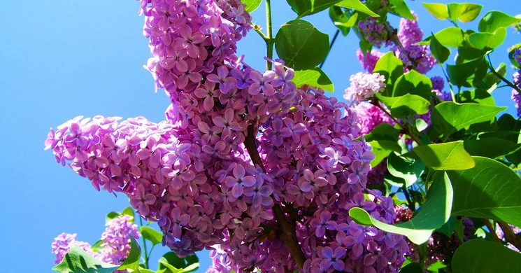 Sajószentpéteri Majális 2025