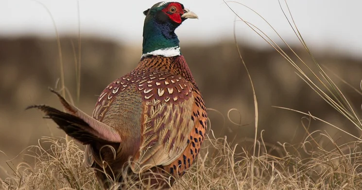 Forst Hungária Vadászatszervező Iroda Budapest