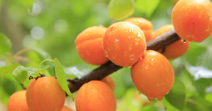 Kajszis Fesztivál Kisvejke