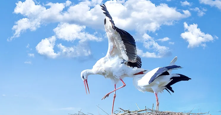 Gólyaünnep Hortobágy
