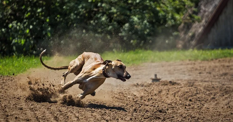 Agárversenyek 2026. Események, rendezvények