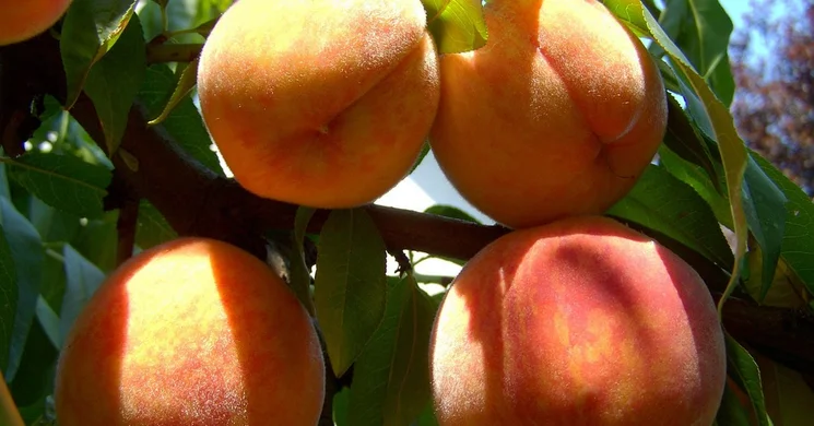 Kisnánai Baracknap 2025