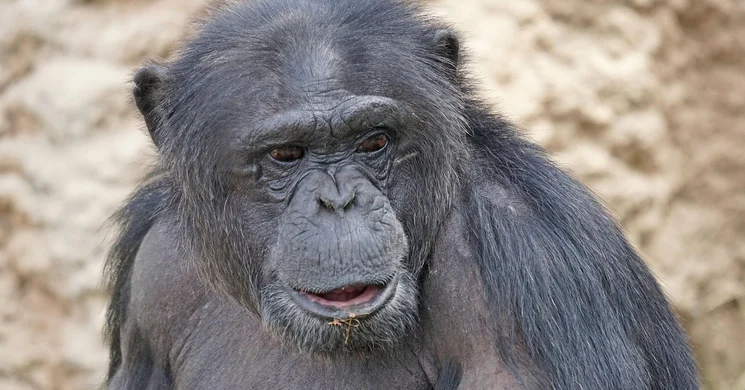 Csimpánzok világnapja