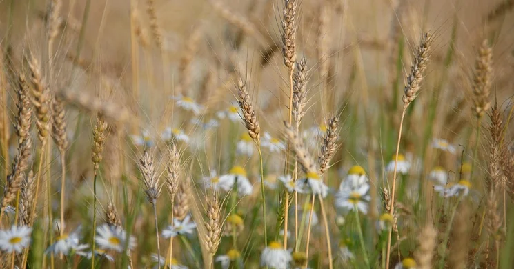 Gasztronómiai fesztiválok 2025. augusztus
