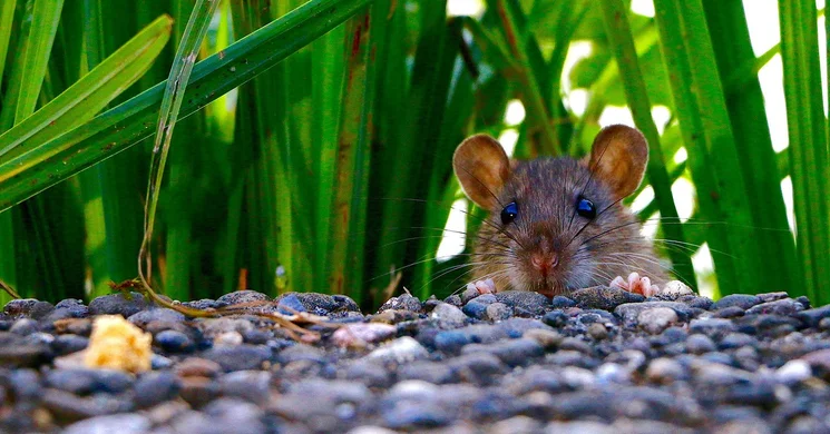 A patkányok világnapja