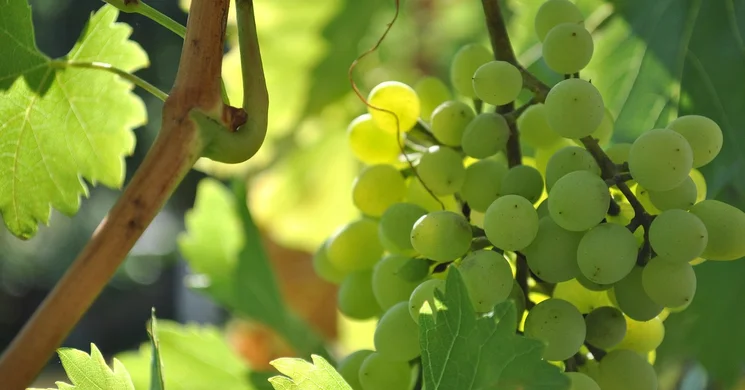 Szüret Pestszentimre 2025. Szüreti mulatság