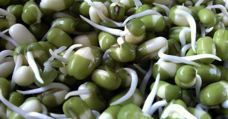 Szegedi Magbörze 2025