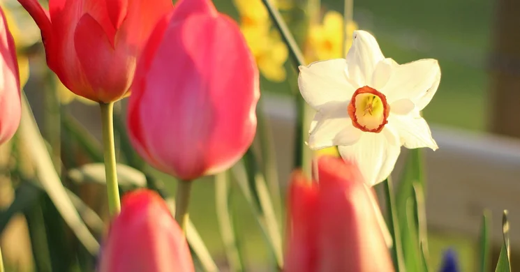 Tulipán szedd magad 2025 Bálványos, Kincsek Völgye