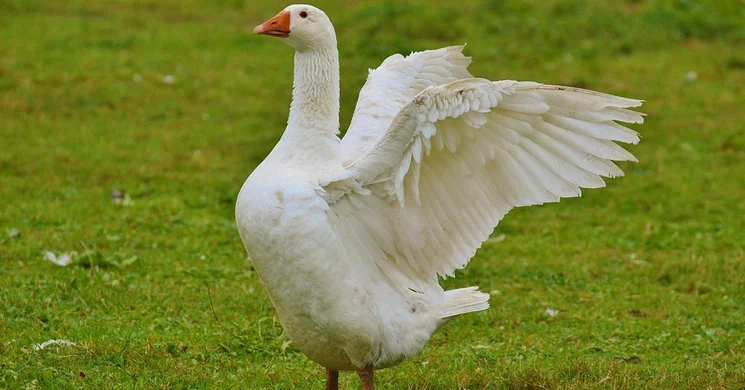 Márton-napi mulatságok 2025 Budapest