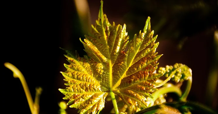 Rügyfakadás Ünnepe 2025 Abasár