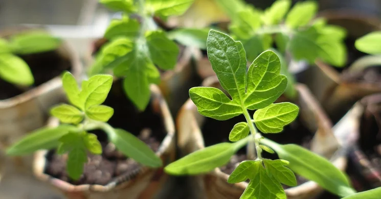 Majális Véménd - Hulladékmentes Nap, ökovásár és palántabörze