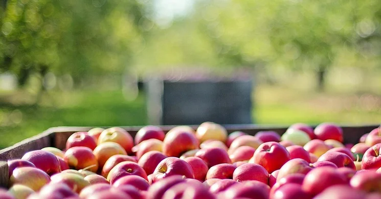 Csengeri Almafesztivál