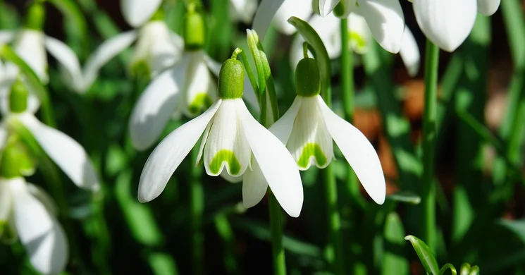 Hóvirág Fesztivál Letenye 2025. Tavaszi Művészeti Fesztivál