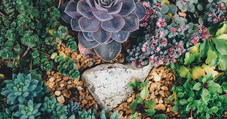 Hungarogreen Kertészeti Szakkiállítás 2025 Szigetszentmiklós