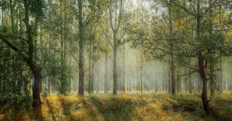 Országos Erdőfürdő Fesztivál