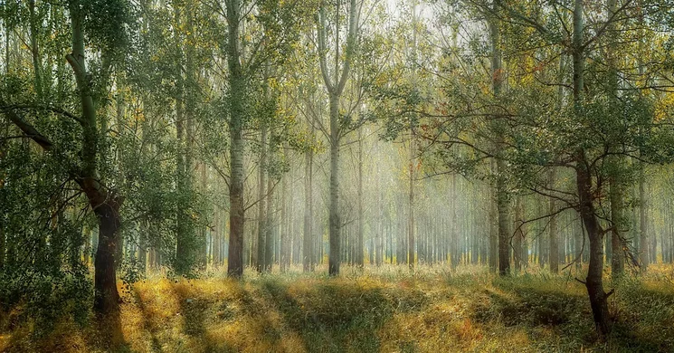 Erdészeti Nyílt Nap Eger 2025