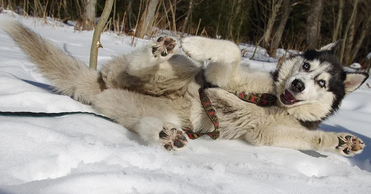 Kutyafogathajtó versenyek 2026