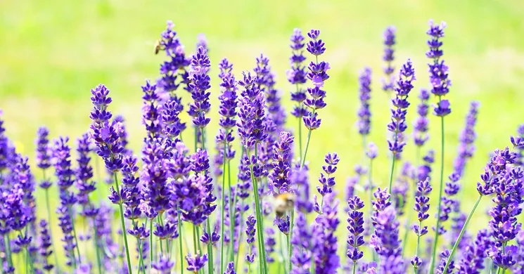 Levendula kert - Levendulaszüret Somogyvár