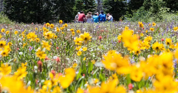 Tiszaföldvár Majális 2025. Májusfa-kanál Bográcsos Főzőverseny és Városi Majális