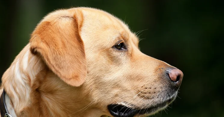 Magyar Labrador Retriever Egyesület Budapest