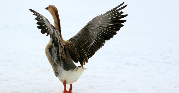 Márton-napi Búcsú Bonyhádon